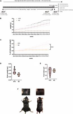 A long-term high-fat diet influences brain damage and is linked to the activation of HIF-1α/AMPK/mTOR/p70S6K signalling